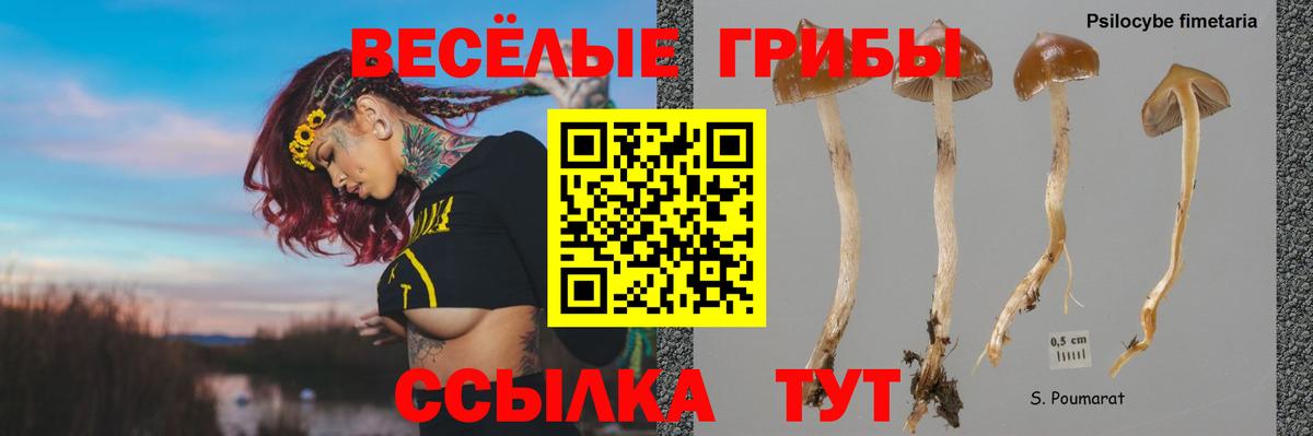 Псилоцибиновые грибы прущие грибы  Псилоцибиновые грибы Psilocybine cubensis  Апатиты 